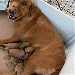 Dalmatian and Labrador Retriever Puppies from ECMO Farm Dalmatians & Labrador Retrievers