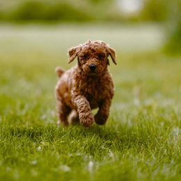 Boy 1 - Red  Poodle puppy in Elko New Market, Minnesota from Willow Rock Poodles