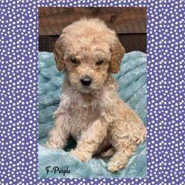 G6- Purple - Cream female Goldendoodle puppy in Ankeny, Iowa from Iowadoodles2love