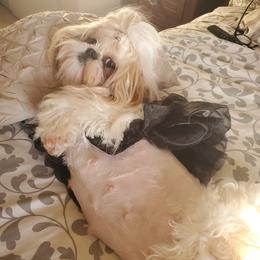 Shih Tzu Puppies from Trinity Shihtzu's So Calif