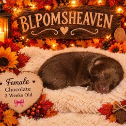 Vampira - Chocolate female Pomeranian puppy in Buckeye, Arizona from BL Poms Heaven