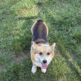 Cash - Pembroke Welsh Corgi