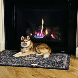 Valerie - Pomsky