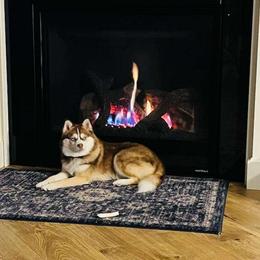 Valerie - Pomsky