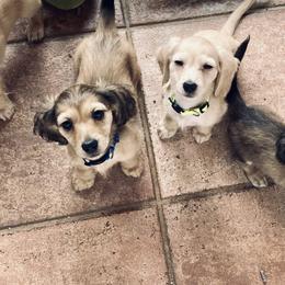 Dachshund Puppies from Northwest Dachshunds