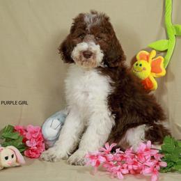 Purple Girl - Parti female Labradoodle puppy in Colonial Beach, Virginia from Bristol Mine Kennels