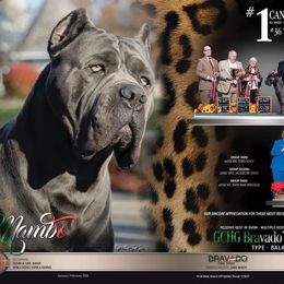 Cane Corso puppies from Fedele's Cane Corso