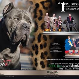 Cane Corso puppies from Fedele's Cane Corso