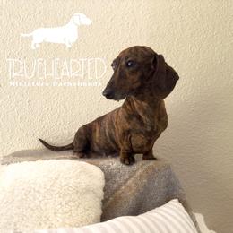 Jovie - Brindle female Dachshund puppy in Royse City, Texas from Truehearted Miniature Dachshunds