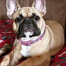 French Bulldog All Grown Up from Queens of The South Frenchies