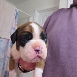 Meet Magnolia, she is a beautiful flashy girl - Fawn female Boxer puppy in Evans, Georgia from Kimberly's Boxers