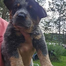 Girl 3 - Blue female Australian Cattle Dog puppy in Dalton, Pennsylvania from Whiteduck Mountain Kennel AKC Australian Cattle Dogs and AKC Fox Red Labrador Retrievers