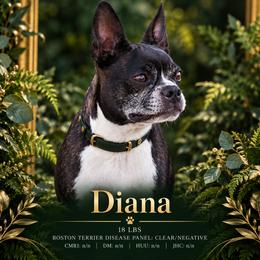Diana - Boston Terrier