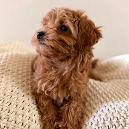 Female 1 - Red  female Goldendoodle puppy in Modesto, California from Central Valley Canine Companions