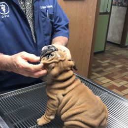 Bulldog Puppies from Dampier Bulldogs Mo