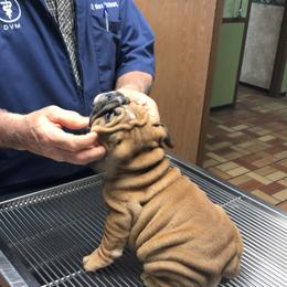 Bulldog Puppies from Dampier Bulldogs Mo