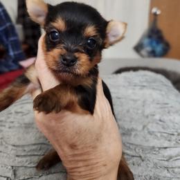 Tiny Tim - Black and tan male Yorkshire Terrier puppy in Sidney, Ohio from Little Yorkie World