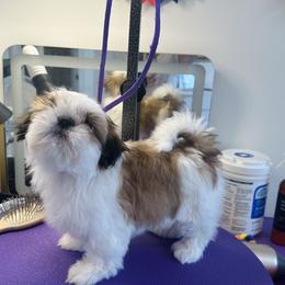 Northstars True Compass Ruby - Gold and white female Shih Tzu puppy in Paso Robles, California from Northstar Shih Tzu