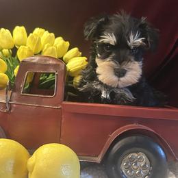 (Pineapple ) Male 2 - Black and silver male Miniature Schnauzer puppy in Granville, Ohio from Shull Mini Schnauzers