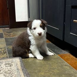 Chip - Red tri-color male Australian Shepherd puppy in Yelm, Washington from Country Rose Australian Shepherds