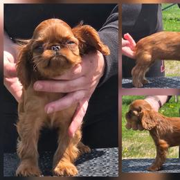 Charisma's wine not kiss me - Red female English Toy Spaniel puppy in Glenwood City, Wisconsin from NyaStar