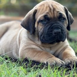 Boerboel puppies from Indian Ridge Boerboels