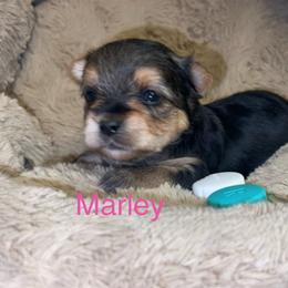 Marley - Black & tan tri-color female Morkie puppy in Seneca, Missouri from M.Y. Morkies and Yorkies