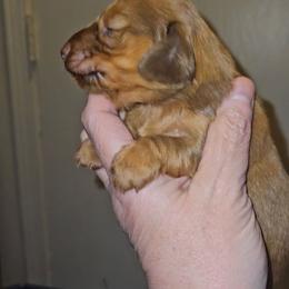 Girl 1 - Red female Dachshund puppy in Lansing, Michigan from Black Thunder 517 Cane Corso and Dachshunds and frenchies