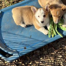 Bronco(blue) - Red male Pembroke Welsh Corgi puppy in Millsap, Texas from Punchy Pembroke Ranch