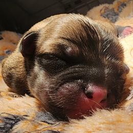 Girl 1 (TBA) - Fawn female Chihuahua puppy in Jacksonville, Florida from Precious Paws of Florida - Chihuahuas