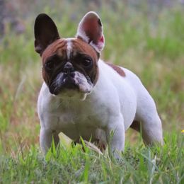 Squirrel - French Bulldog