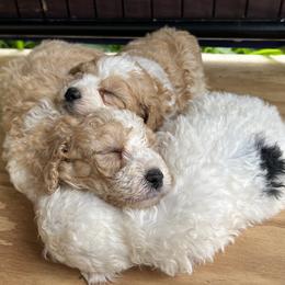 Goldendoodle puppies from Big Island Goldendoodles