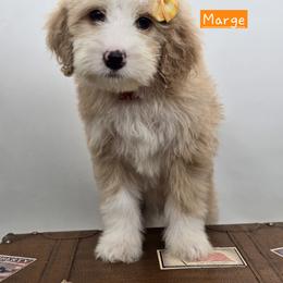 Bernedoodle and Goldendoodle Puppies from Granton Creek