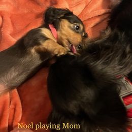 Dachshund Puppies from GretaLo Dachshunds