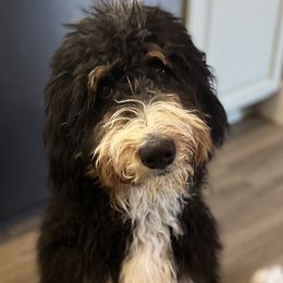 Molly - Bernedoodle