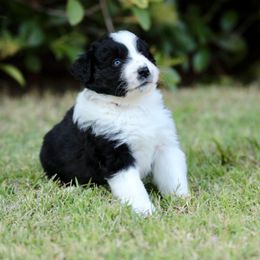 Bullet - Black tri-color male Australian Shepherd puppy in Olivehurst, California from Double M Aussies