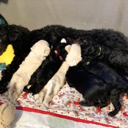 Australian Labradoodle Puppies from Tiny Treasures Australian Labradoodles