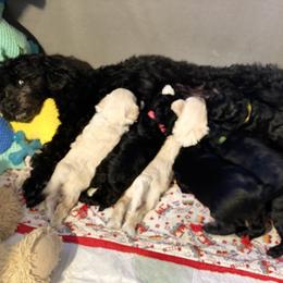 Australian Labradoodle Puppies from Tiny Treasures Australian Labradoodles