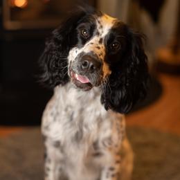Maggie - English Springer Spaniel