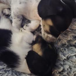 Dachshund Puppies from Kandice's Dachshunds
