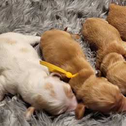 Dachshunds from Diamondback Doxie