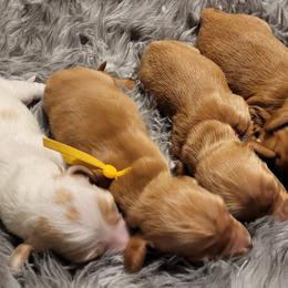 Dachshunds from Diamondback Doxie