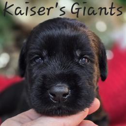 Boy 4 - Black male Giant Schnauzer puppy in Billings (Bil), Montana from Kaiser's Giants