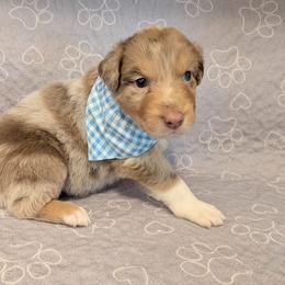 Asiago - Red merle male Australian Shepherd puppy in Pamplin, Virginia from Hope & Joy Acres