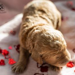 Poodle Puppies from Wilson Family Poodles