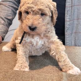 Zachary-videos 25-35 pounds - Apricot male Poodle puppy in Orland, California from Elliott's Elite Puppies