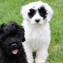 Portuguese Water Dogs from Robin Burmeister