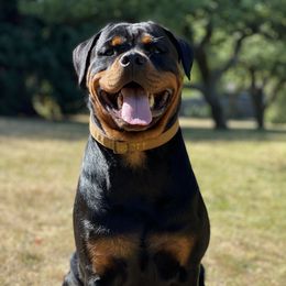 Asherah - Rottweiler