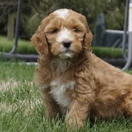 Goldendoodles and Miniature American Shepherds from Coffee Run Spring at Miller Farms