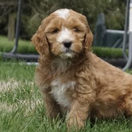 Goldendoodles and Miniature American Shepherds from Coffee Run Spring at Miller Farms